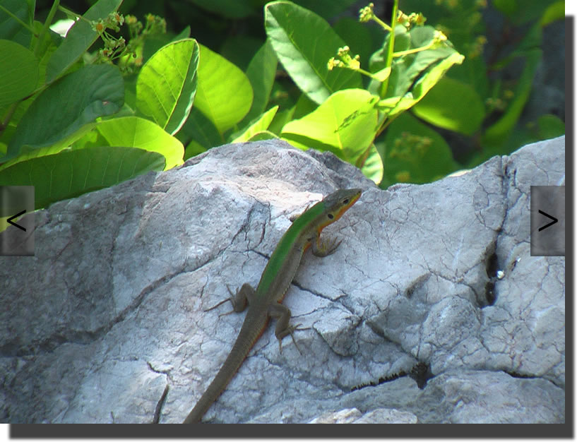 Podarcis melisellensis